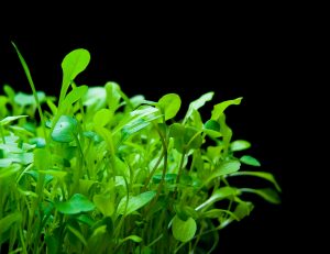 A&S Microgreens